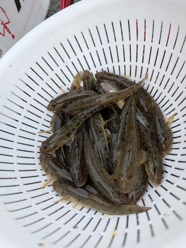 マハゼの釣果
