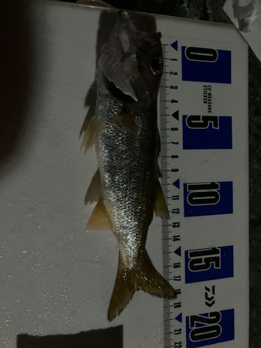 ムツの釣果