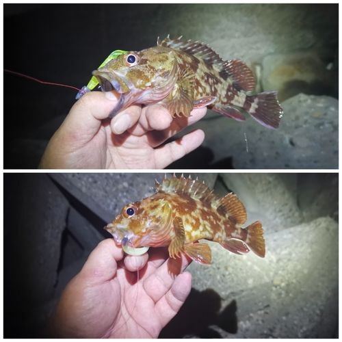 ガシラの釣果