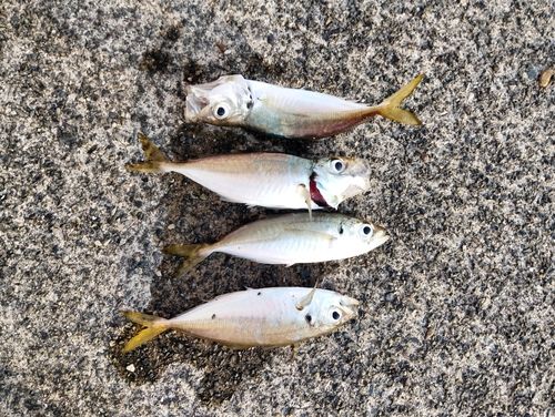カマスの釣果