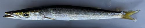 カマスの釣果