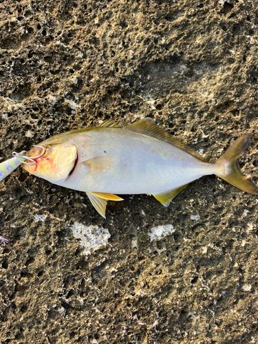 ショゴの釣果