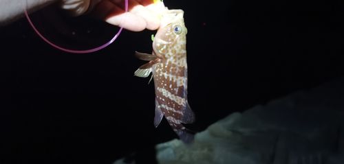 アコウの釣果