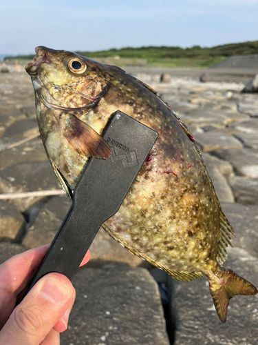 アイゴの釣果