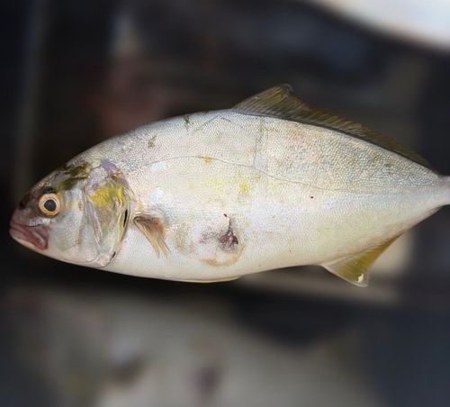 ネリゴの釣果