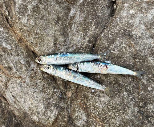 ウルメイワシの釣果
