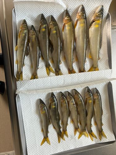 アユの釣果