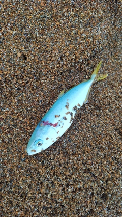 ツバスの釣果