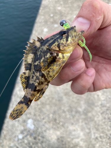 タケノコメバルの釣果