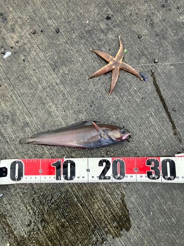 ドンコの釣果