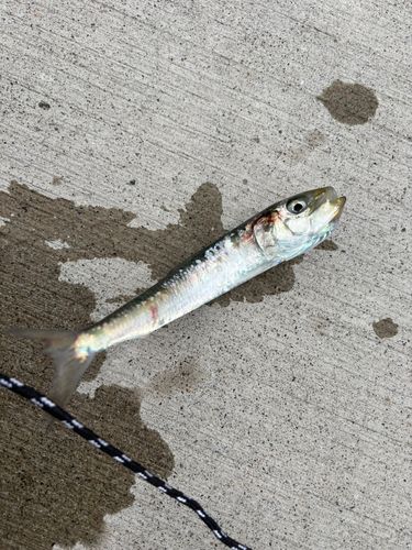 イワシの釣果