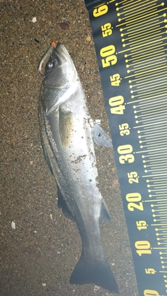 ハネ（マルスズキ）の釣果