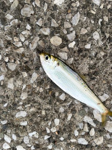 サッパの釣果