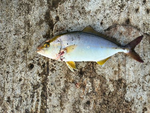 ネリゴの釣果
