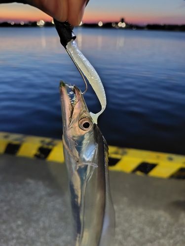 タチウオの釣果