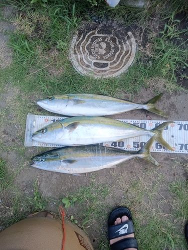ワラサの釣果