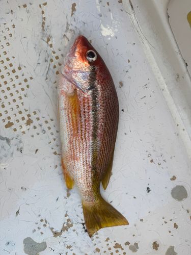 釣果