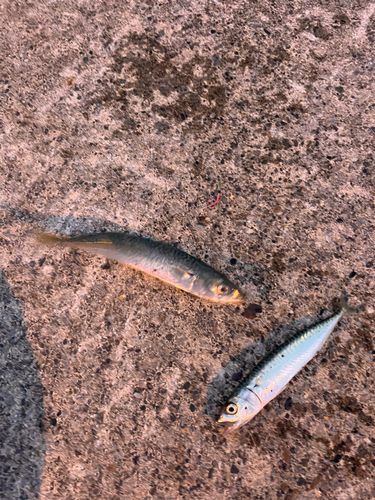 サバの釣果