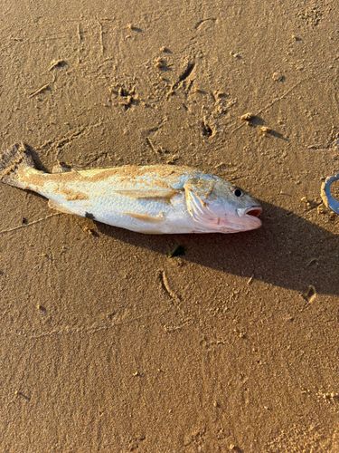 シログチの釣果
