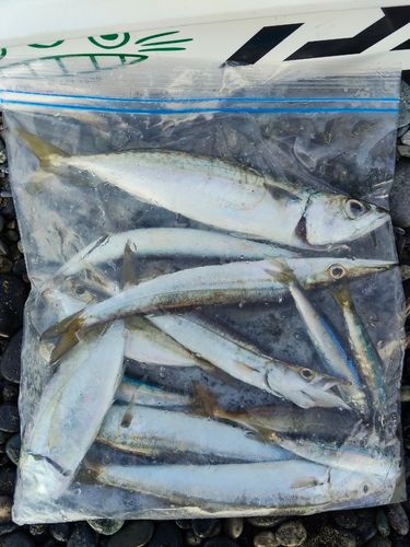 カマスの釣果