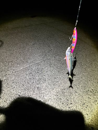 マサバの釣果