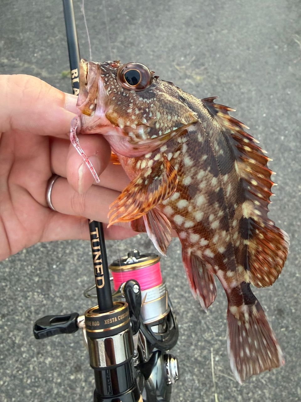 DAIWA 20ルビアス FC LT2000S-XHの最安値・インプレ・釣果 | 本音の