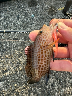 オオモンハタの釣果
