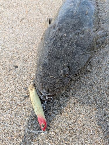マゴチの釣果