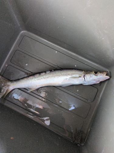 カマスの釣果