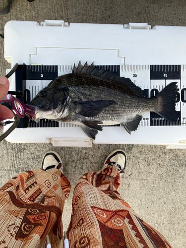 チヌの釣果
