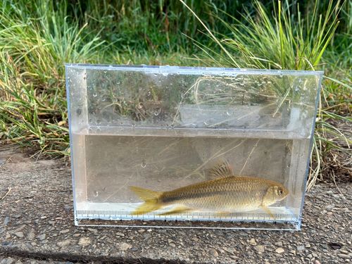 カワムツの釣果