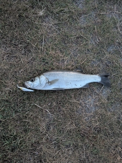 フッコ（ヒラスズキ）の釣果