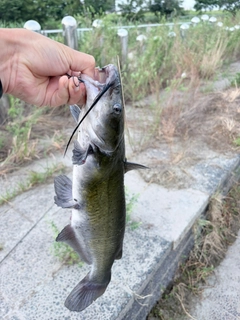 ナマズの釣果