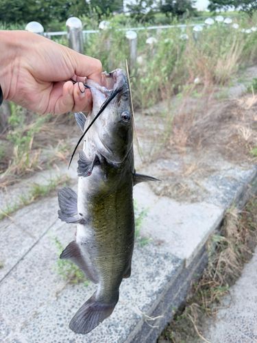 ナマズの釣果