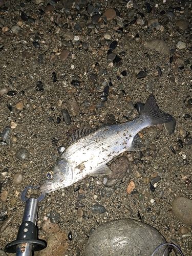 セイゴ（ヒラスズキ）の釣果