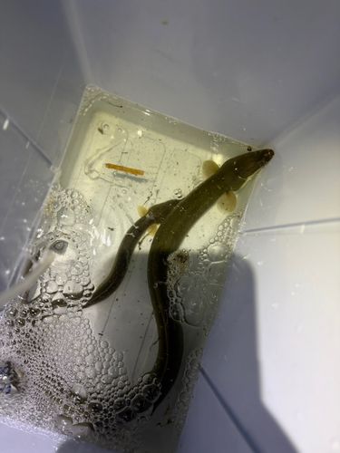 ウナギの釣果