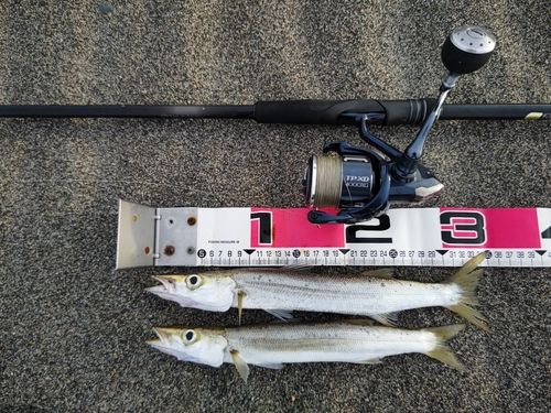 カマスの釣果