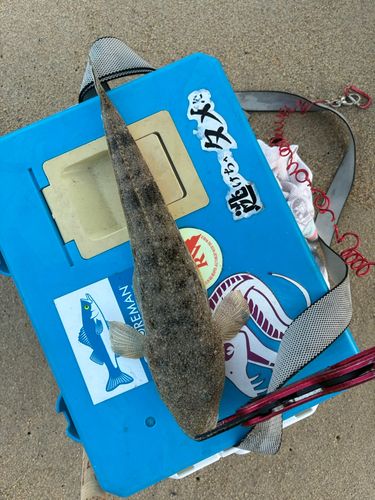 マゴチの釣果