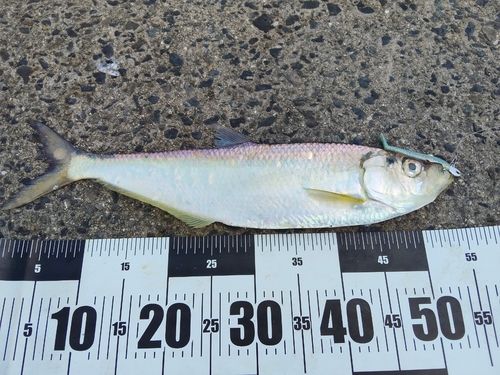 ヒラの釣果