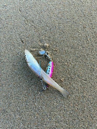 シロギスの釣果