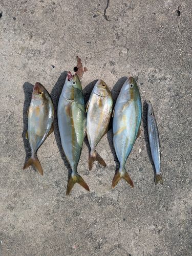 ショゴの釣果