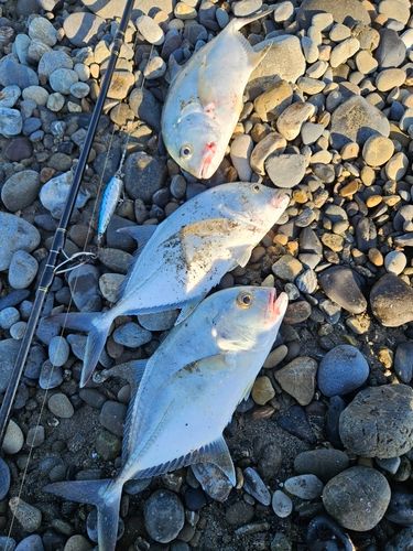ロウニンアジの釣果