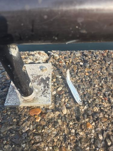 カタクチイワシの釣果