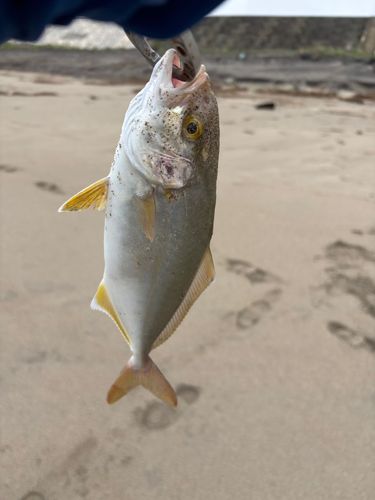 ショゴの釣果