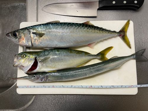 サバの釣果