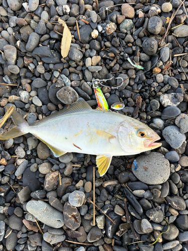 ショゴの釣果