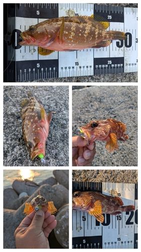 キジハタの釣果