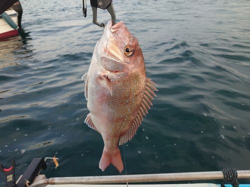 マダイの釣果