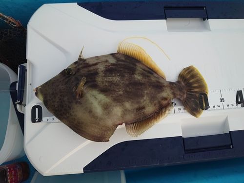 カワハギの釣果