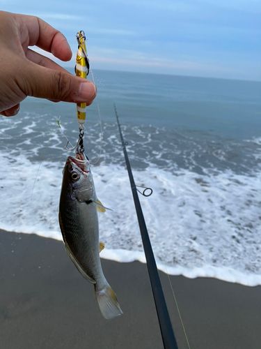 ニベの釣果